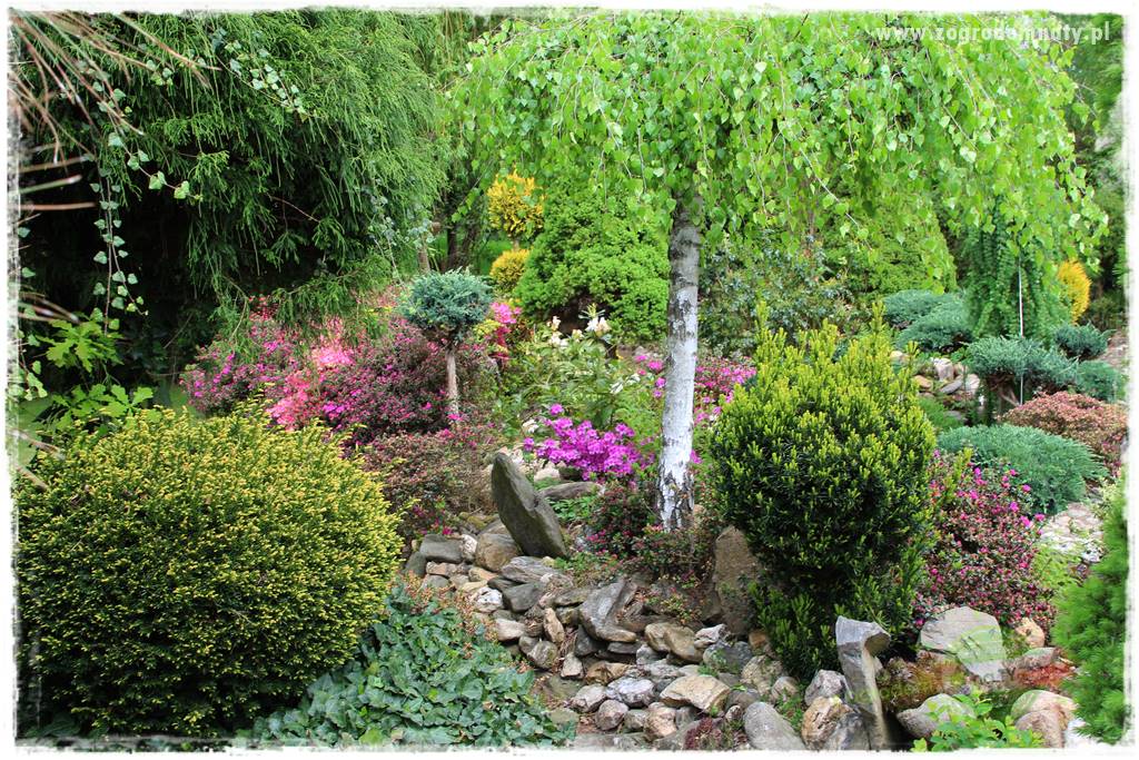 azalie w ogrodzie 25 azalie w ogrodzie 25