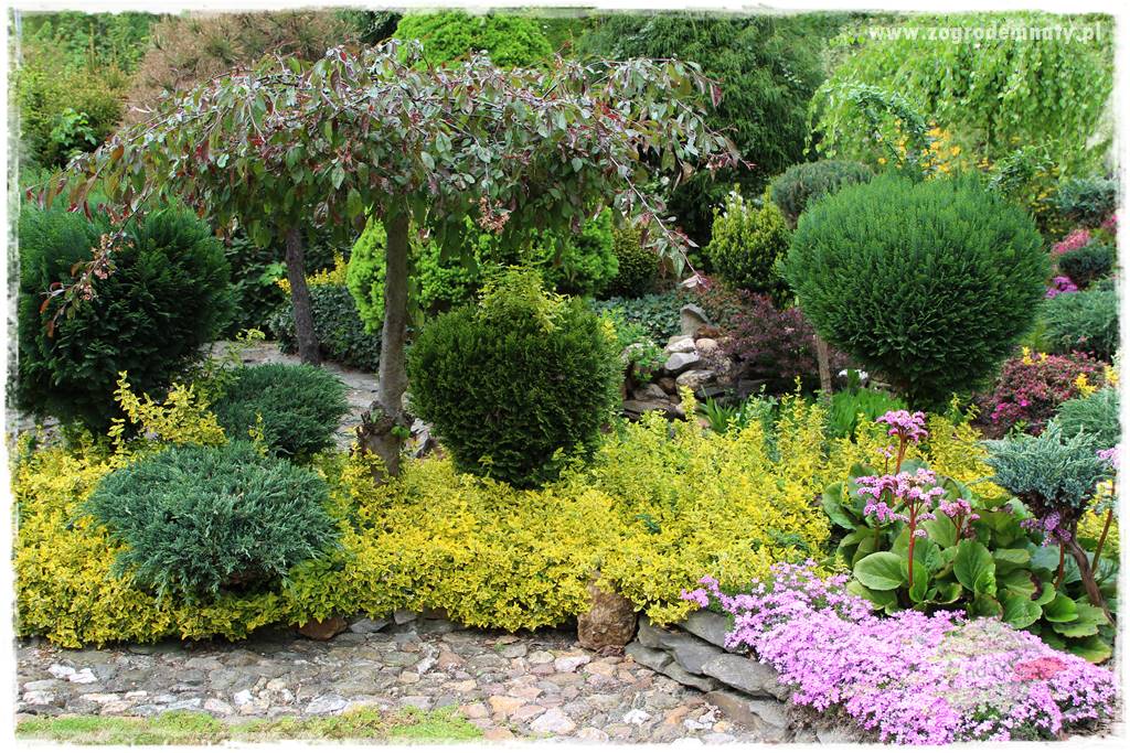 azalie w ogrodzie 3 azalie w ogrodzie 3