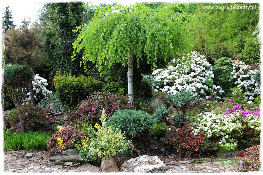 azalie w ogrodzie 30 azalie w ogrodzie 30