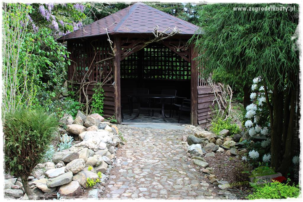 azalie w ogrodzie 31 azalie w ogrodzie 31