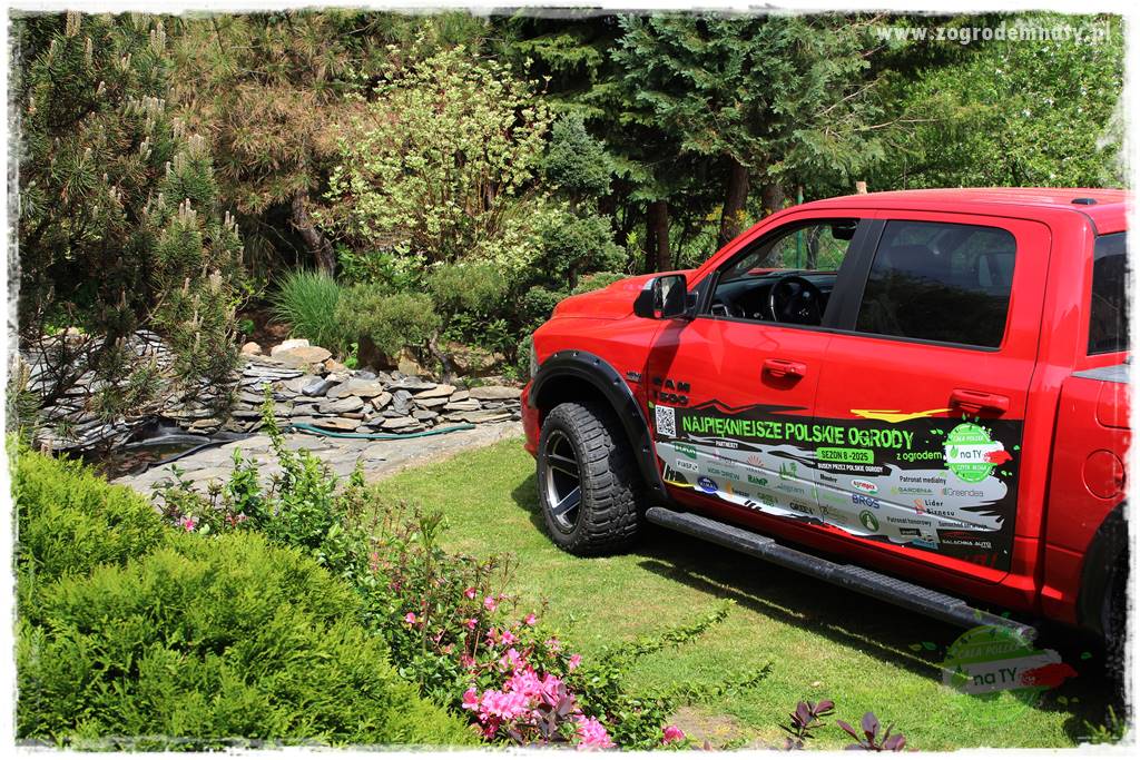 azalie w ogrodzie 32 azalie w ogrodzie 32