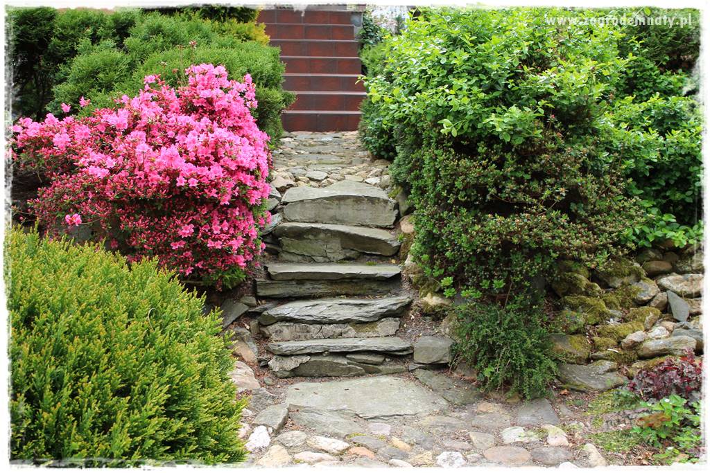 azalie w ogrodzie 33 azalie w ogrodzie 33