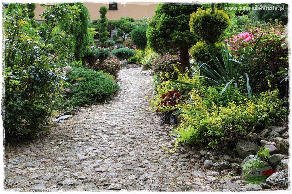 azalie w ogrodzie 34 azalie w ogrodzie 34