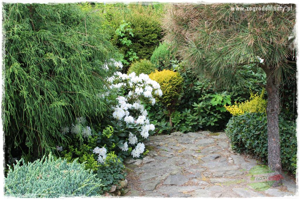 azalie w ogrodzie 36 azalie w ogrodzie 36