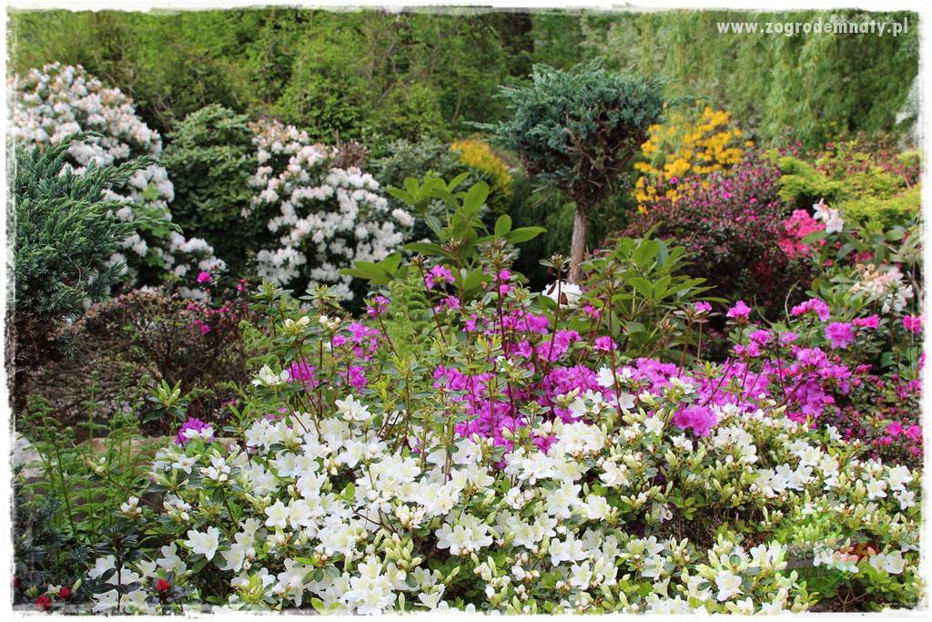 azalie w ogrodzie 4 azalie w ogrodzie 4
