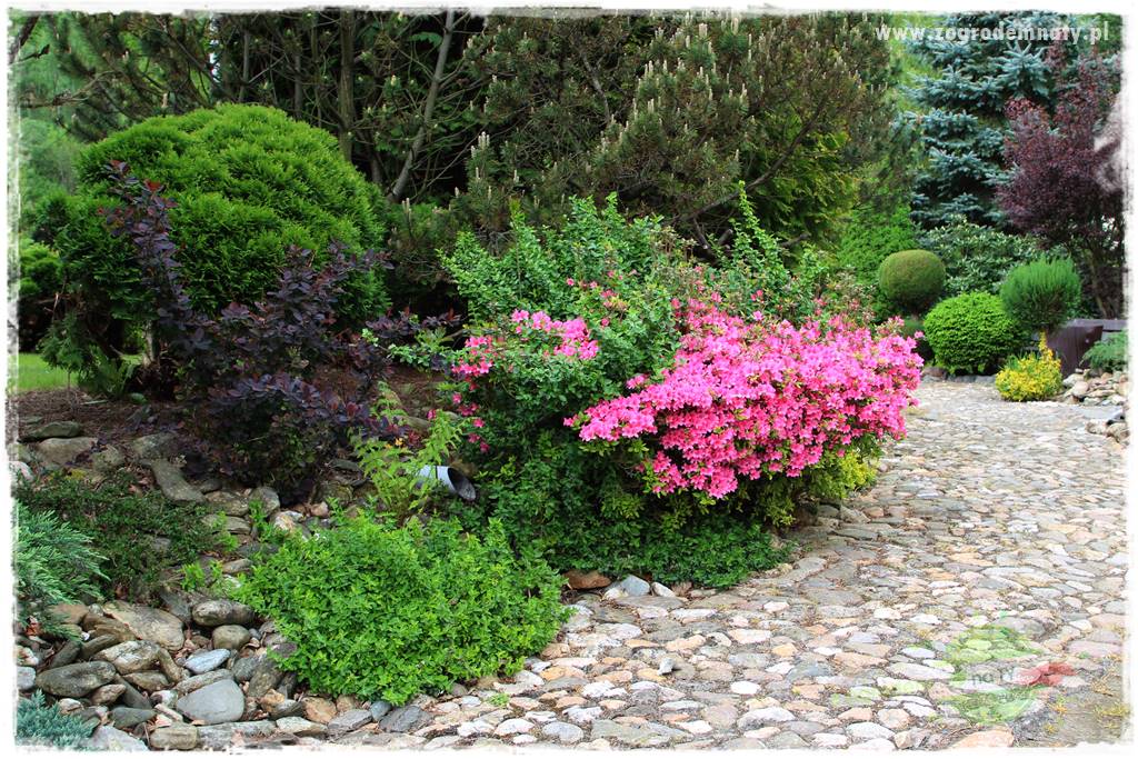 azalie w ogrodzie 400 azalie w ogrodzie 400