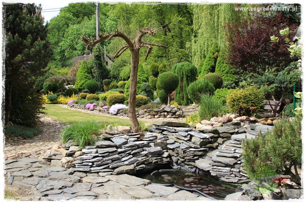 azalie w ogrodzie 401 azalie w ogrodzie 401