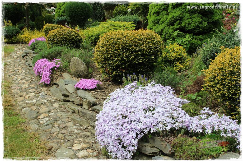 azalie w ogrodzie 402 azalie w ogrodzie 402