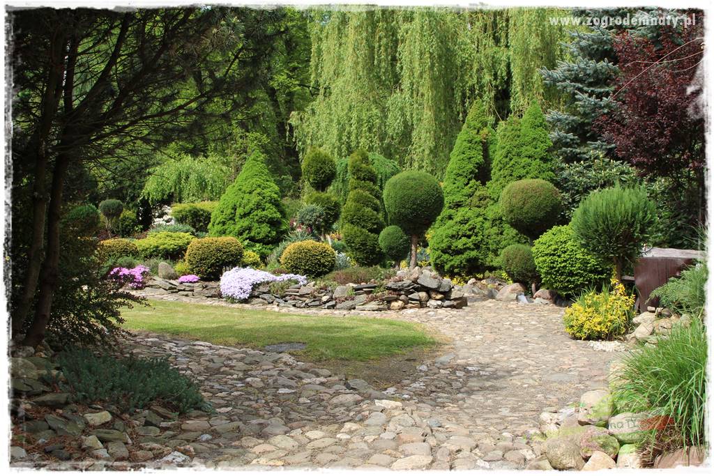 azalie w ogrodzie 403 azalie w ogrodzie 403