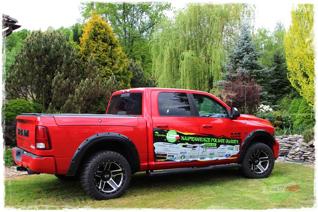 azalie w ogrodzie 404 azalie w ogrodzie 404