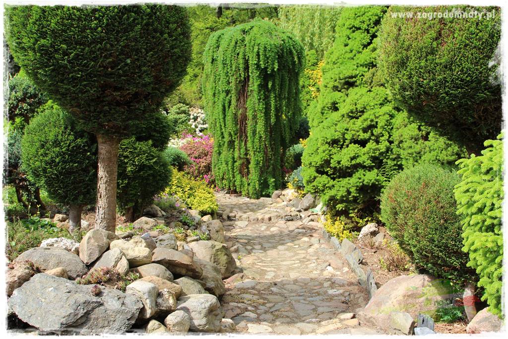 azalie w ogrodzie 405 azalie w ogrodzie 405