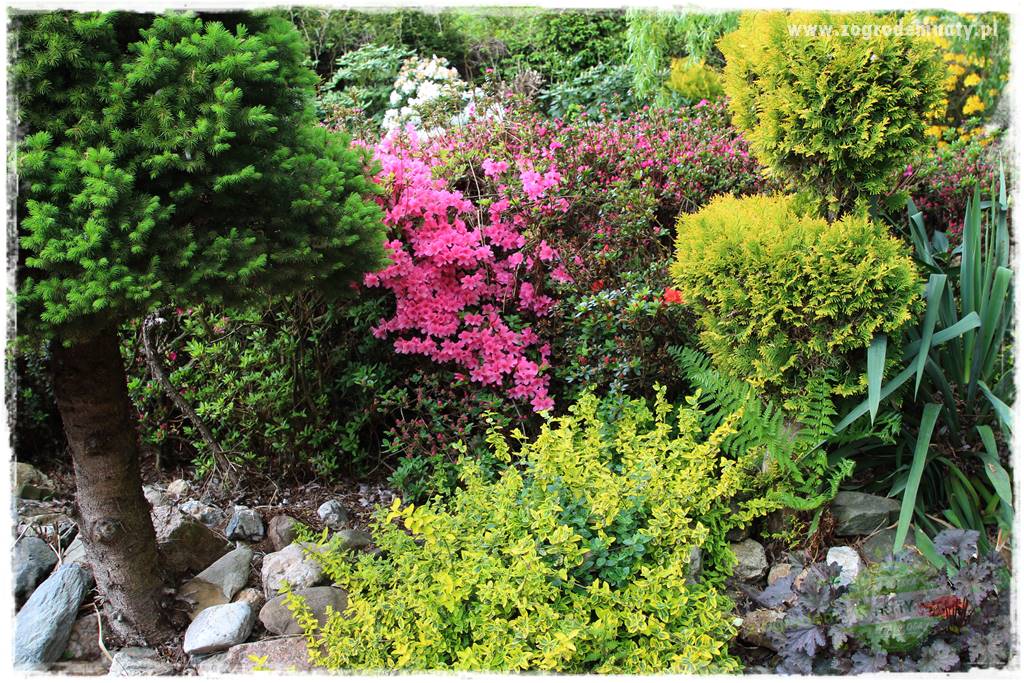 azalie w ogrodzie 406 azalie w ogrodzie 406