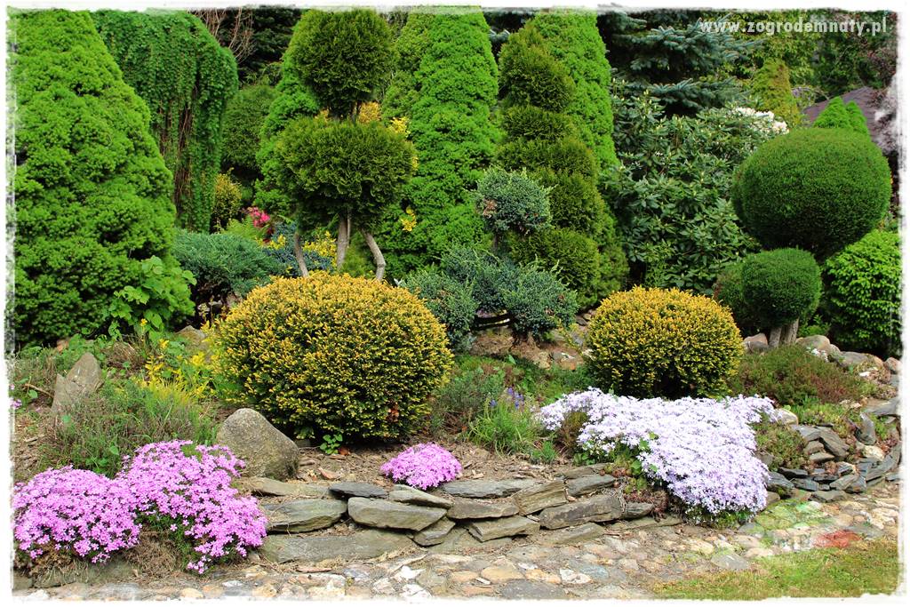 azalie w ogrodzie 407 azalie w ogrodzie 407