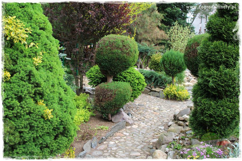 azalie w ogrodzie 408 azalie w ogrodzie 408