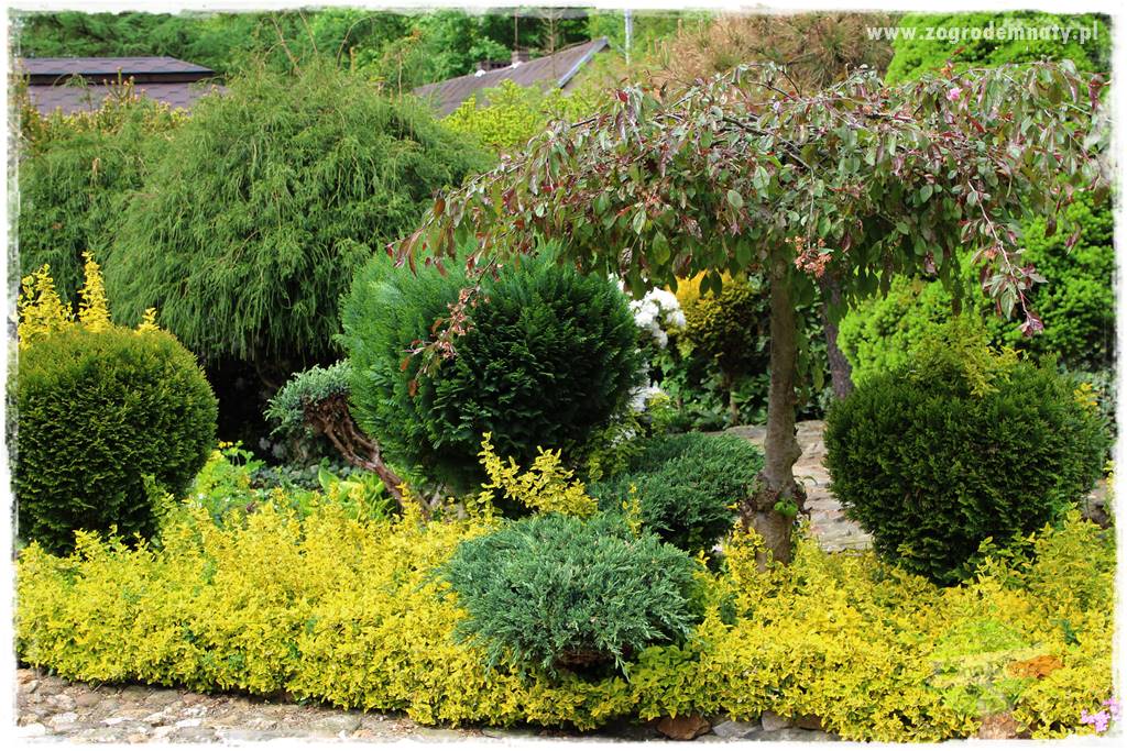 azalie w ogrodzie 409 azalie w ogrodzie 409