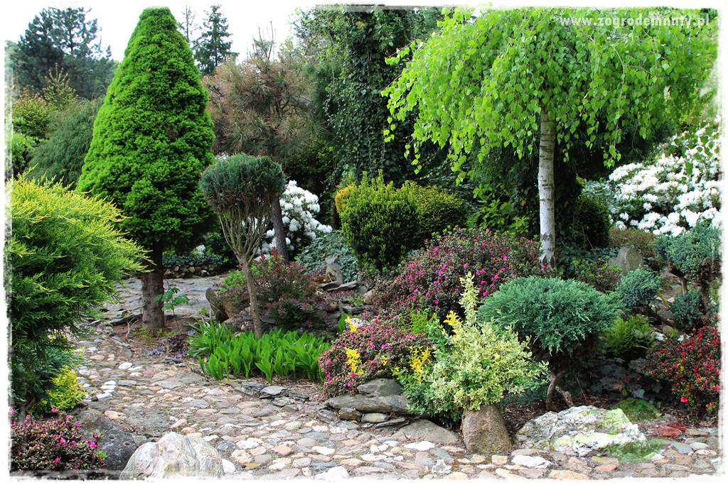 azalie w ogrodzie 410 azalie w ogrodzie 410