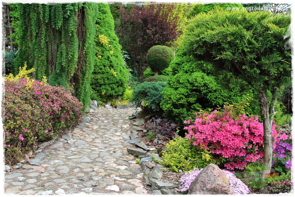 azalie w ogrodzie 411 azalie w ogrodzie 411