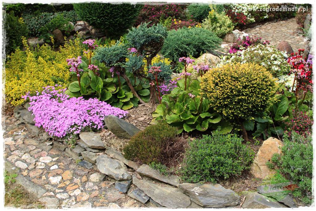 azalie w ogrodzie 412 azalie w ogrodzie 412