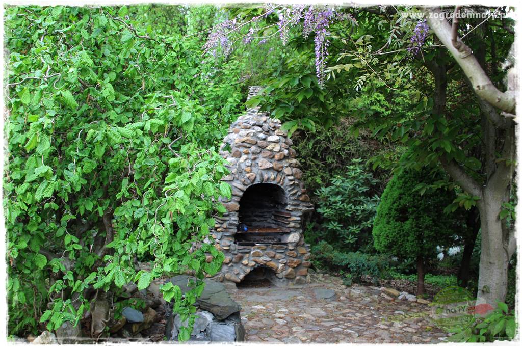 azalie w ogrodzie 413 azalie w ogrodzie 413