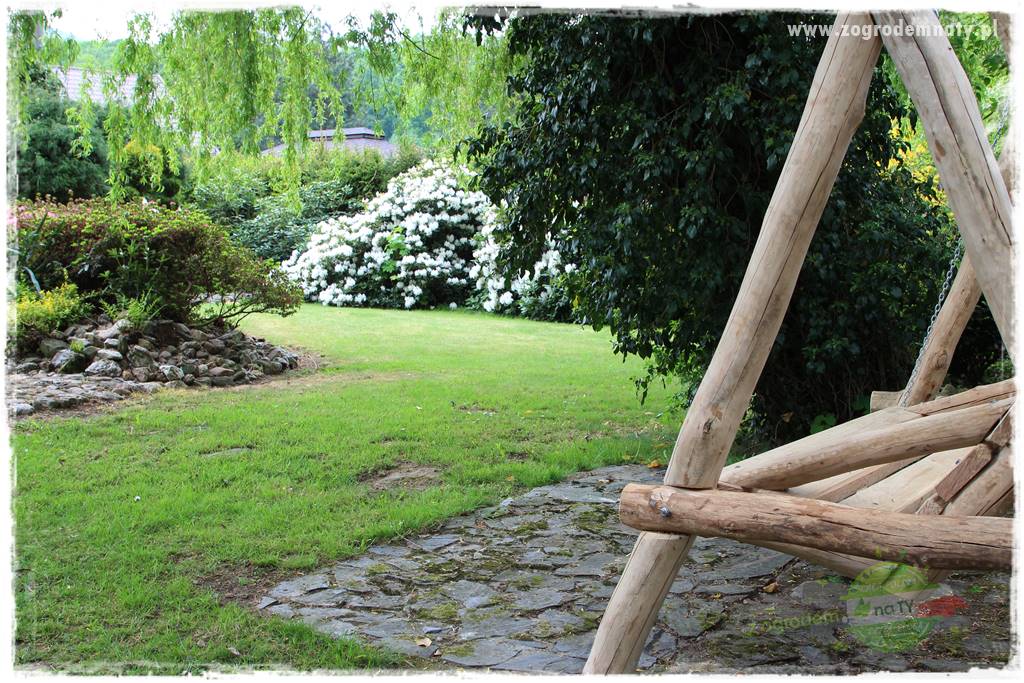 azalie w ogrodzie 415 azalie w ogrodzie 415