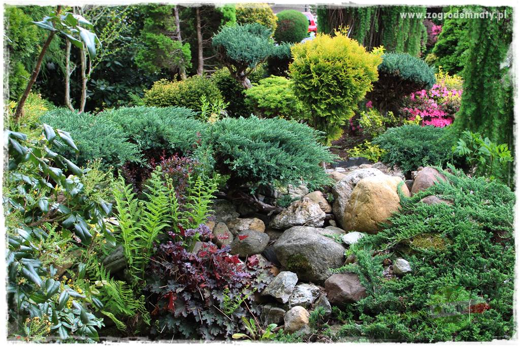 azalie w ogrodzie 416 azalie w ogrodzie 416