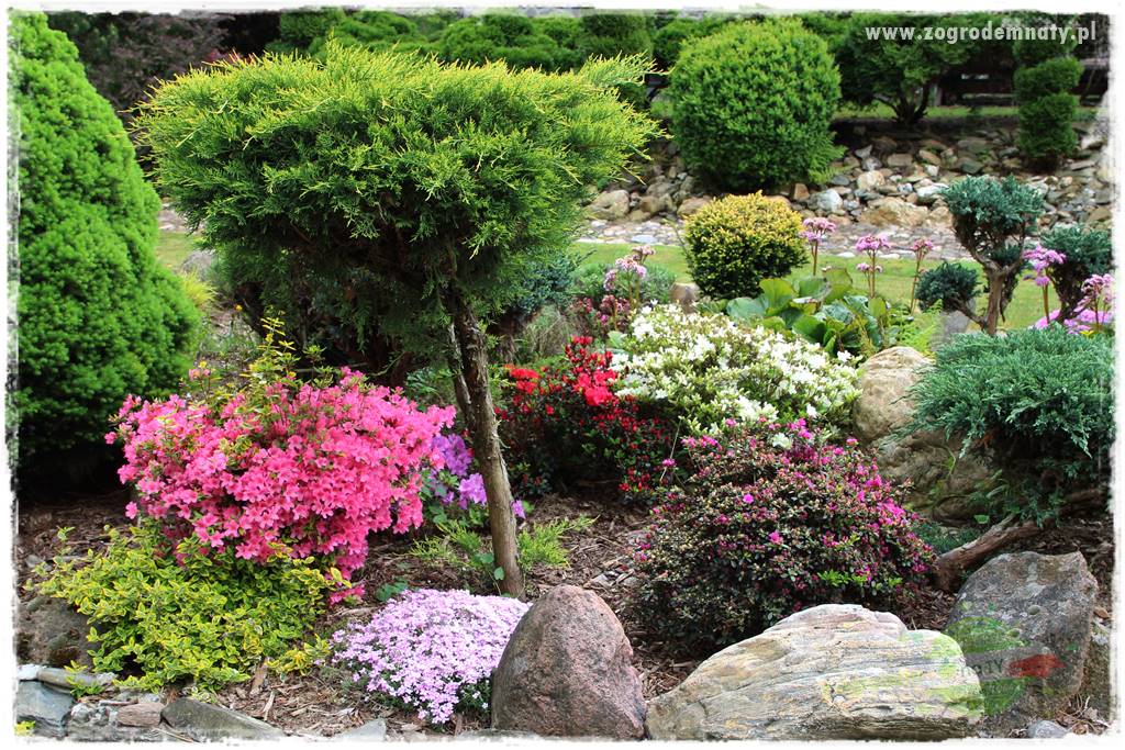 azalie w ogrodzie 417 azalie w ogrodzie 417