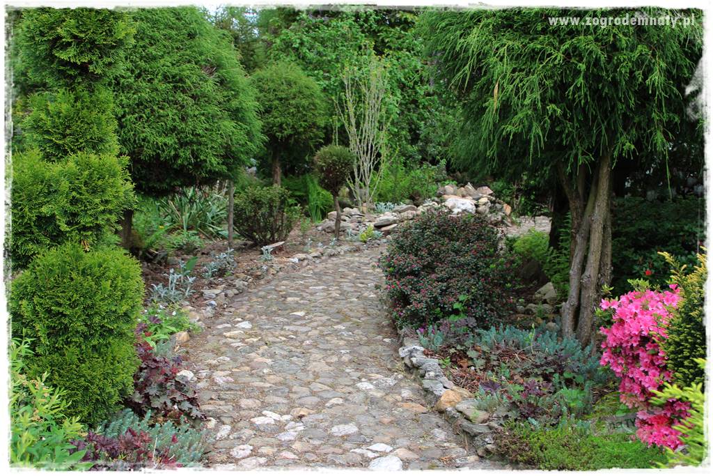 azalie w ogrodzie 418 azalie w ogrodzie 418