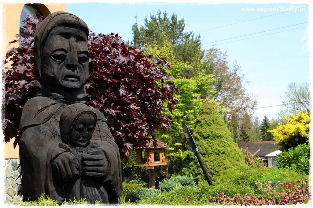 azalie w ogrodzie 419 azalie w ogrodzie 419