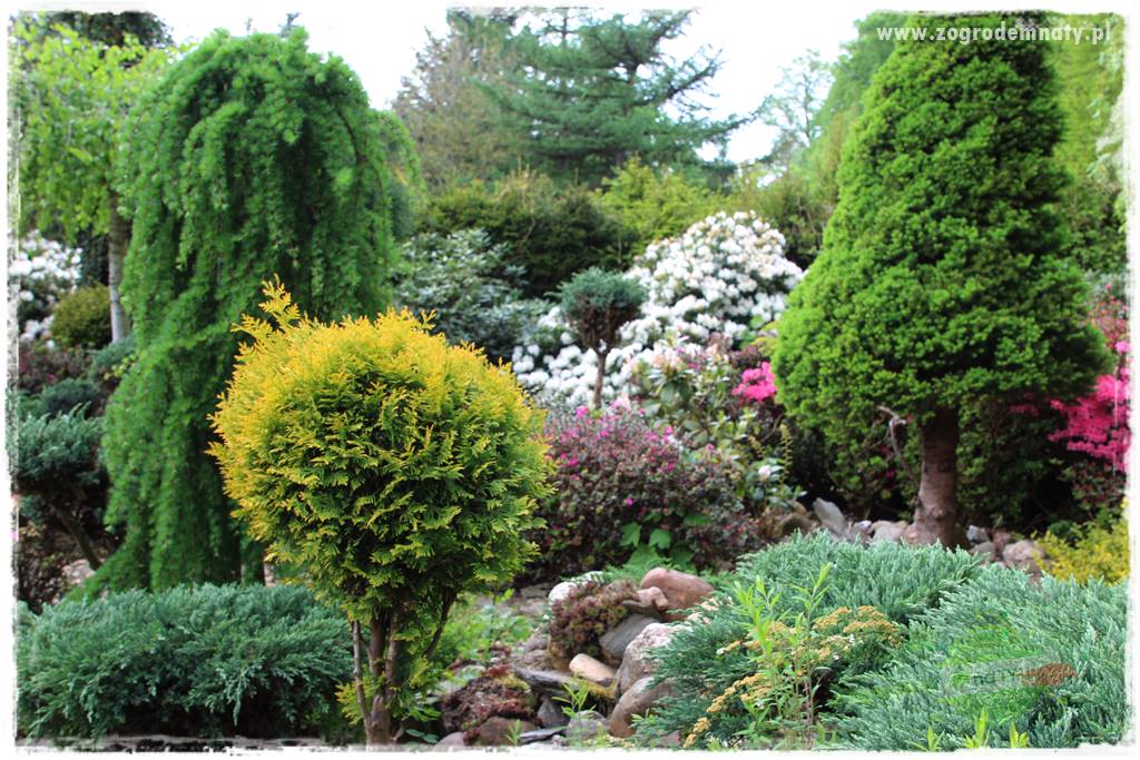 azalie w ogrodzie 420 azalie w ogrodzie 420