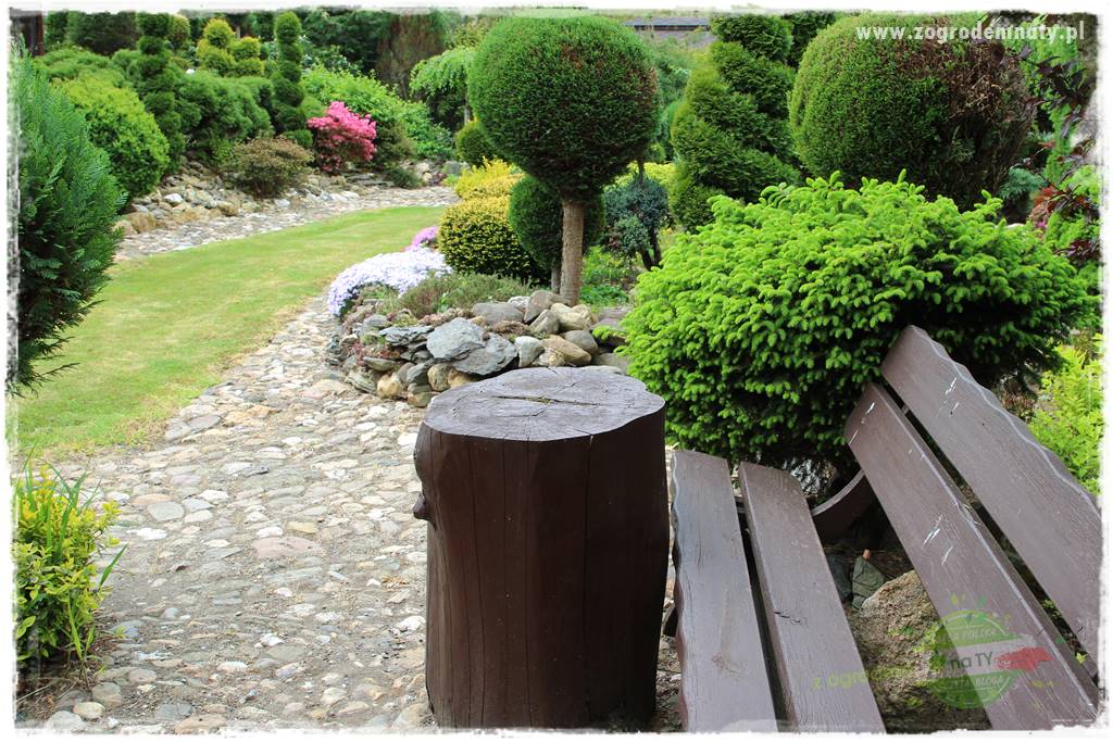 azalie w ogrodzie 421 azalie w ogrodzie 421