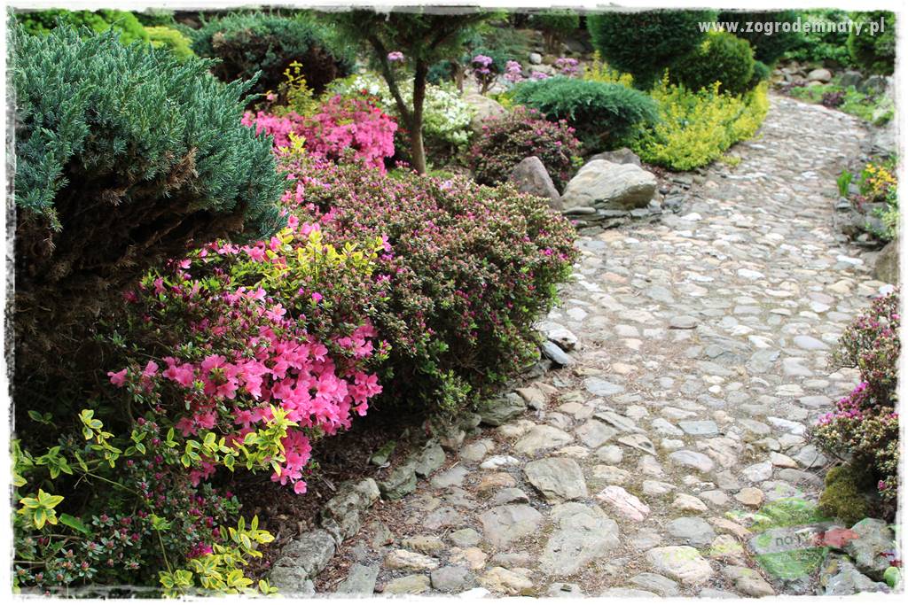 azalie w ogrodzie 422 azalie w ogrodzie 422