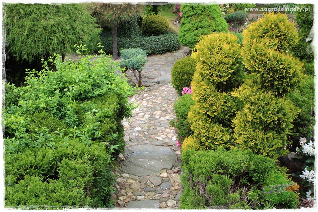 azalie w ogrodzie 423 azalie w ogrodzie 423