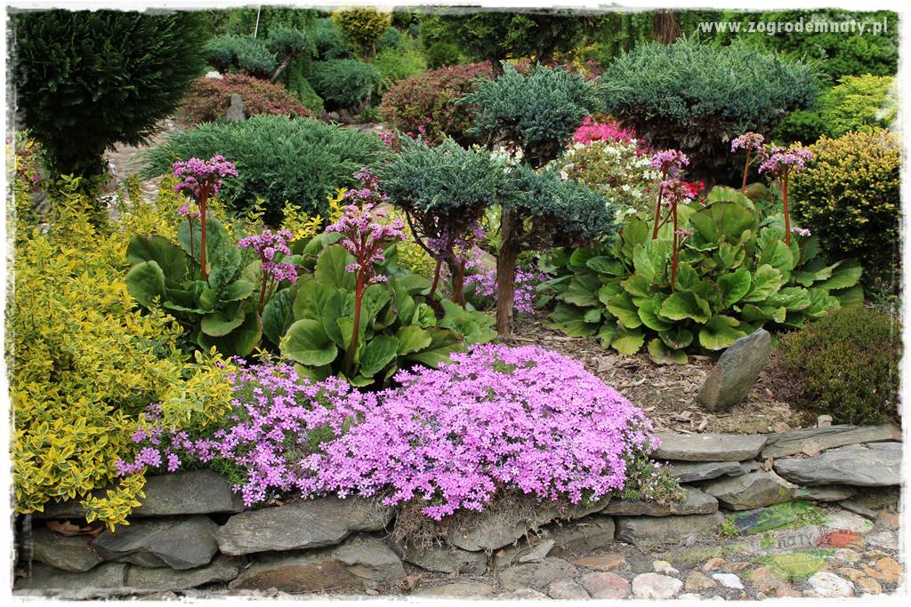 azalie w ogrodzie 425 azalie w ogrodzie 425
