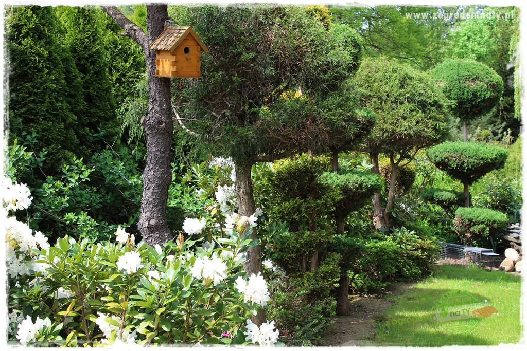 azalie w ogrodzie 426 azalie w ogrodzie 426