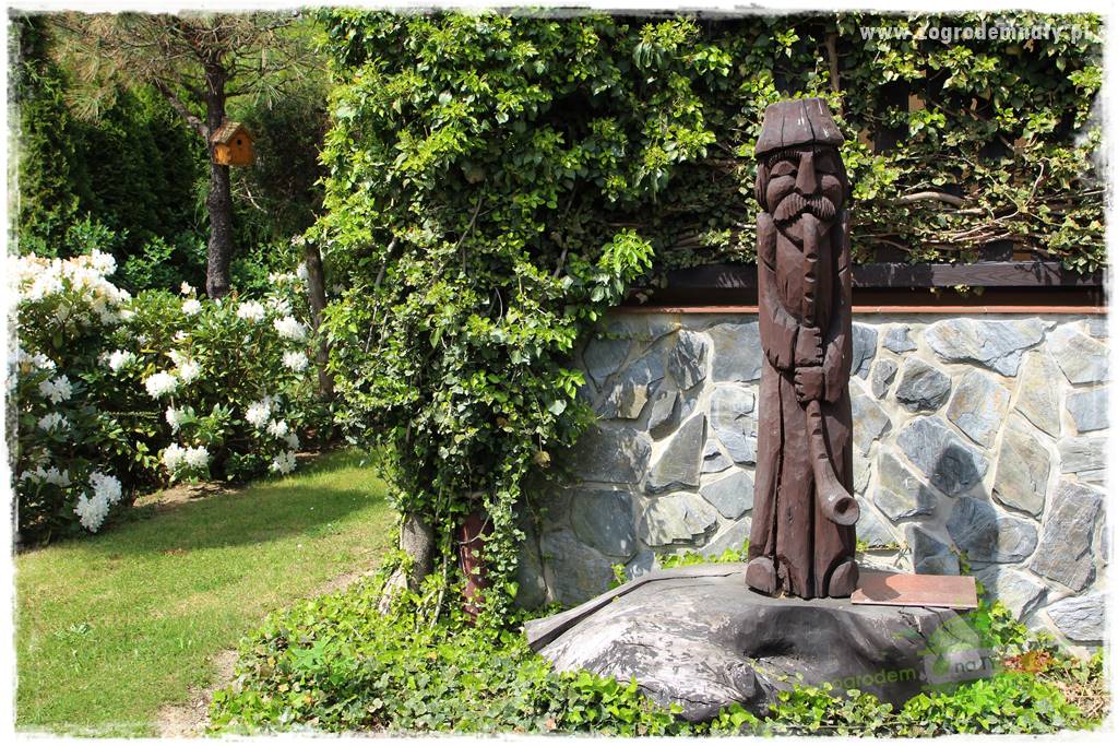 azalie w ogrodzie 427 azalie w ogrodzie 427