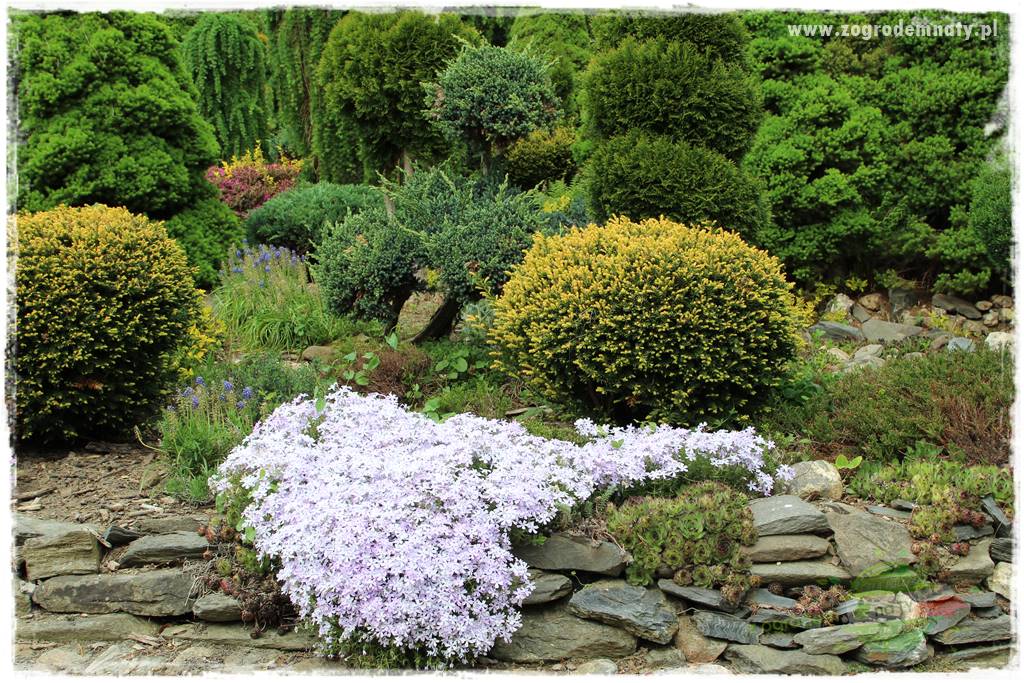 azalie w ogrodzie 428 azalie w ogrodzie 428