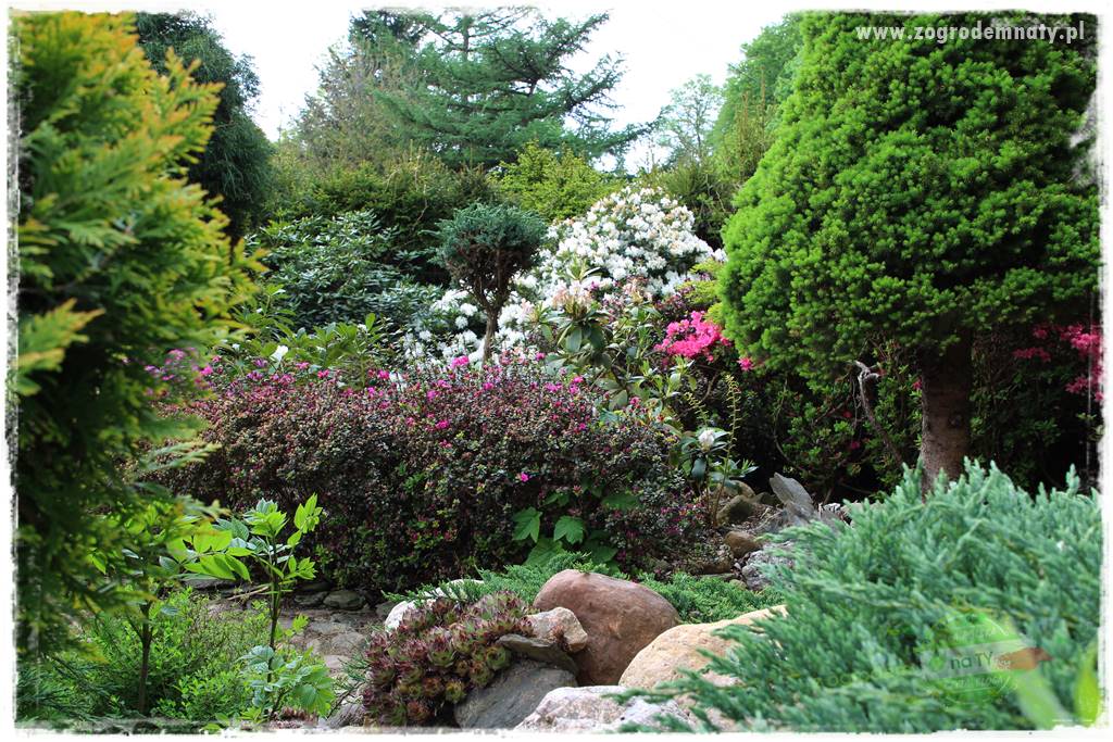 azalie w ogrodzie 429 azalie w ogrodzie 429