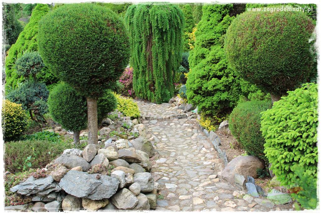 azalie w ogrodzie 431 azalie w ogrodzie 431