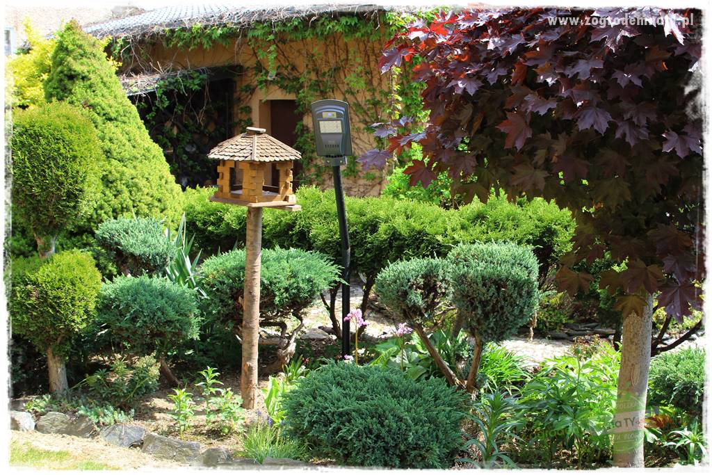 azalie w ogrodzie 432 azalie w ogrodzie 432