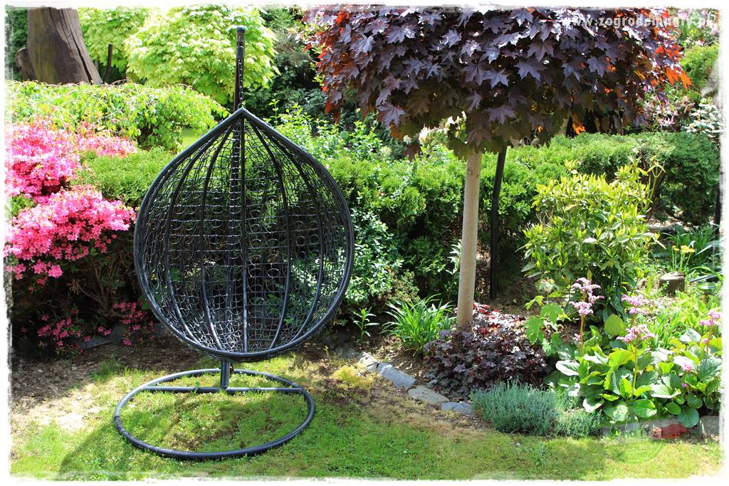 azalie w ogrodzie 433 azalie w ogrodzie 433