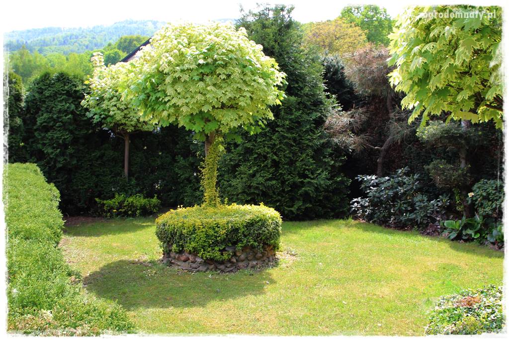 azalie w ogrodzie 434 azalie w ogrodzie 434