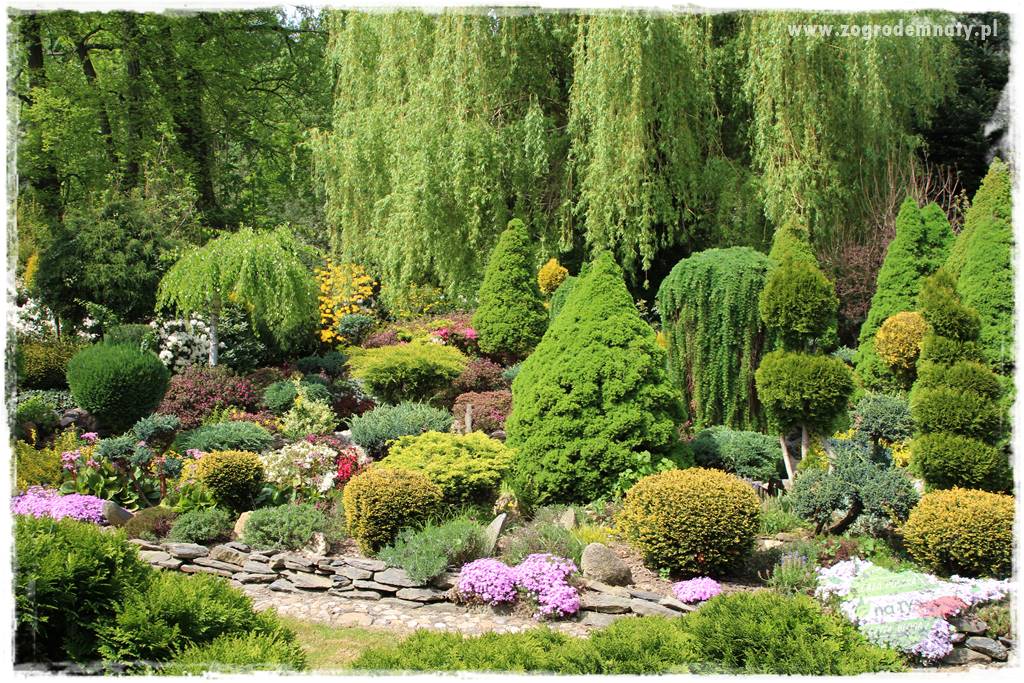 azalie w ogrodzie 435 azalie w ogrodzie 435