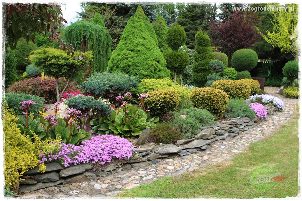 azalie w ogrodzie 5 azalie w ogrodzie 5