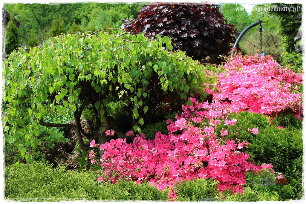 azalie w ogrodzie 6 azalie w ogrodzie 6