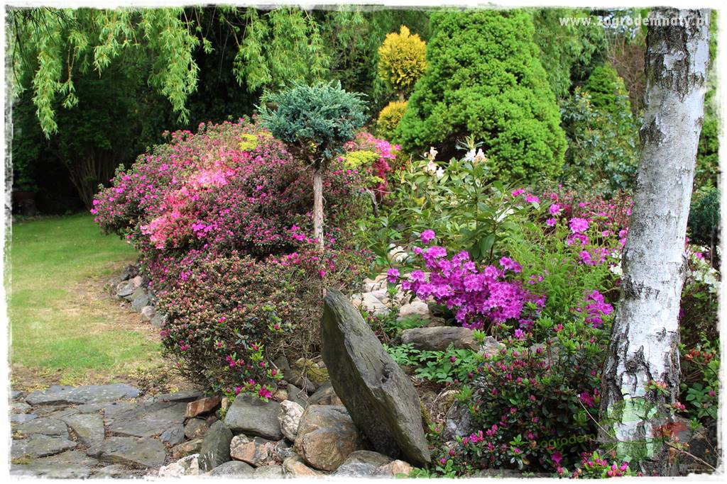 azalie w ogrodzie 7 azalie w ogrodzie 7