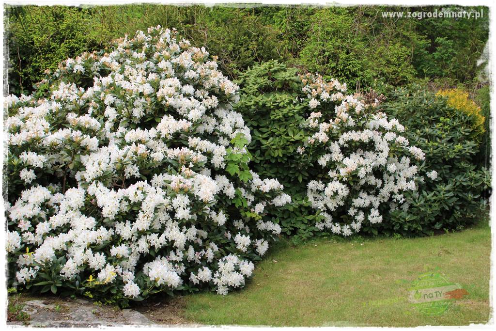 azalie w ogrodzie 8 azalie w ogrodzie 8