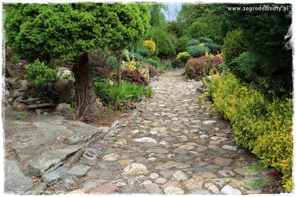 azalie w ogrodzie 9 azalie w ogrodzie 9