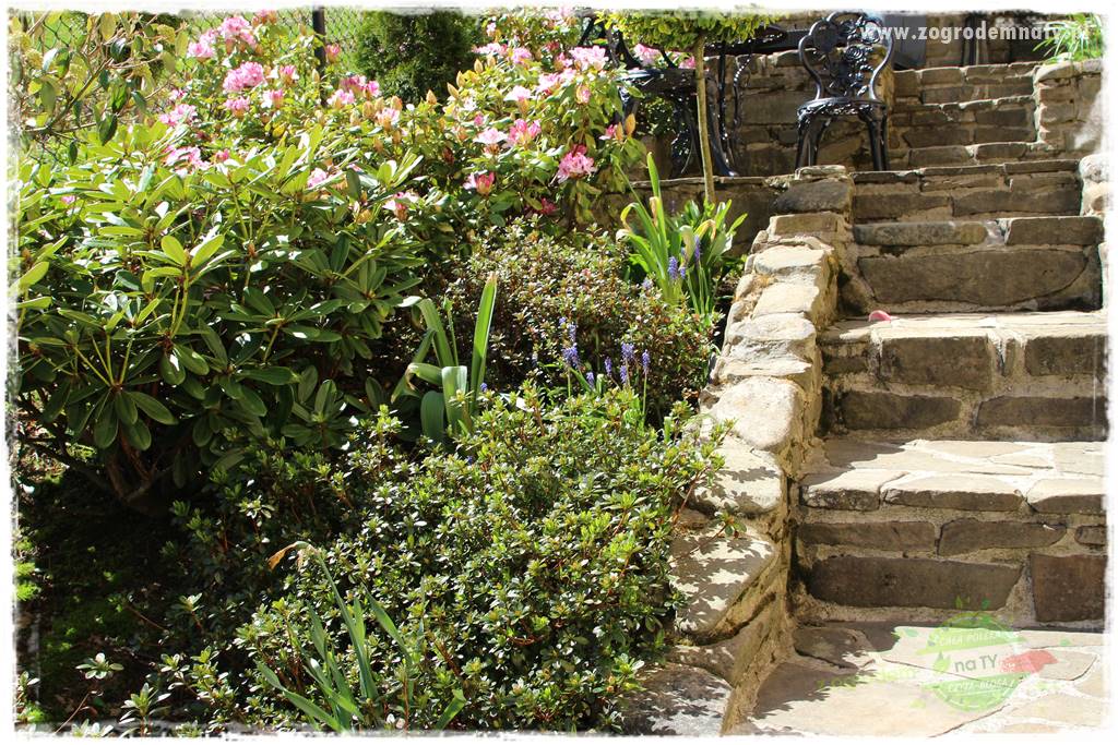 ogród na skarpie 302