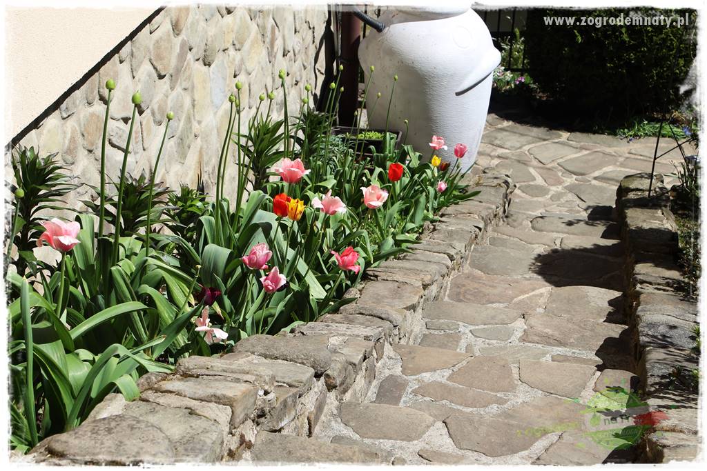 ogród na skarpie 307
