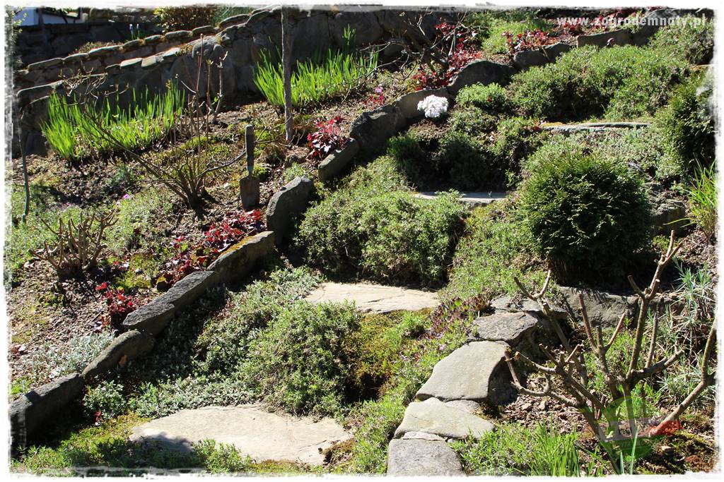 ogród na skarpie 319